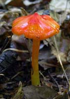 Hygrocybe cuspidata.